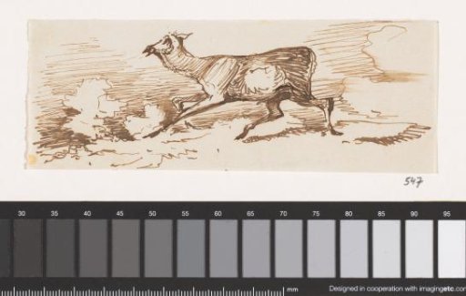 Stag
