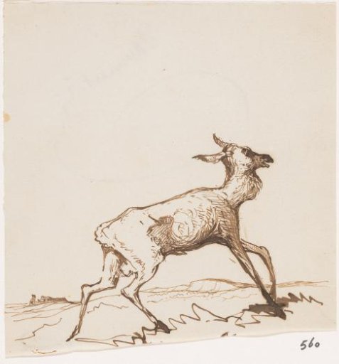 Stag