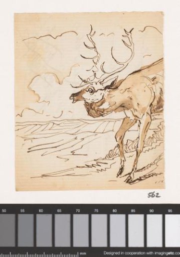 Stag