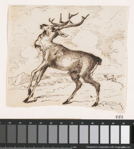 Stag