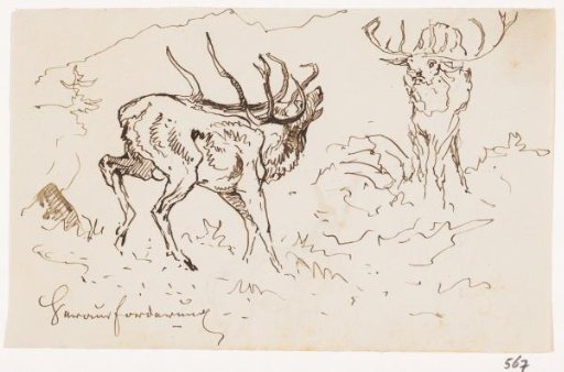 Stags in the forest