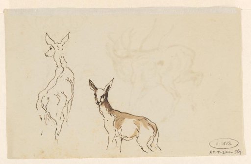 Stag