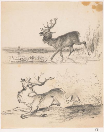 Two studies of stags