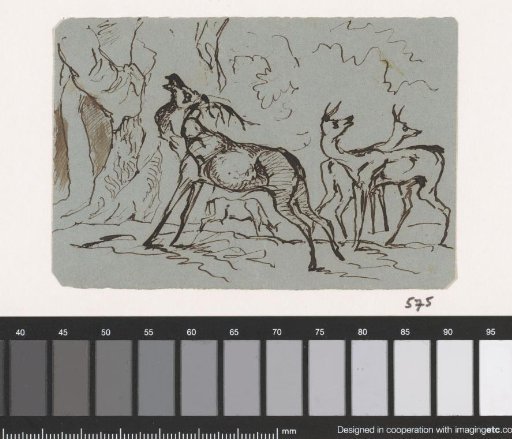 Stags in the forest