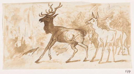Stags in the forest