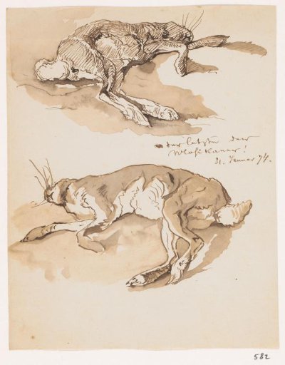 Two studies of a dead hare
