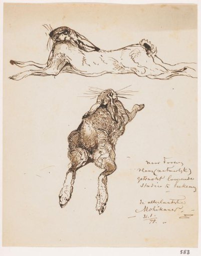 Two studies of a dead hare