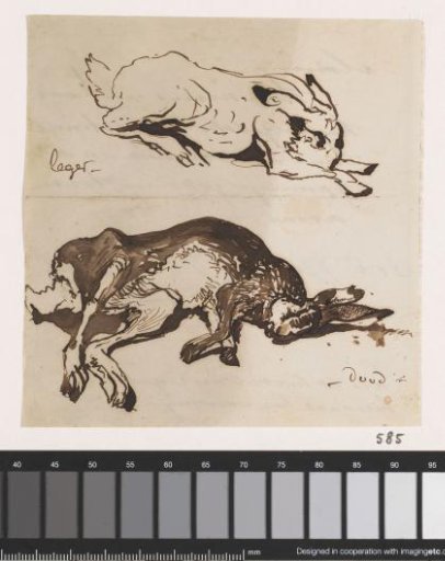 Two studies of a hare
