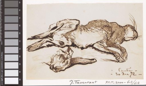 Studies of a dead hare