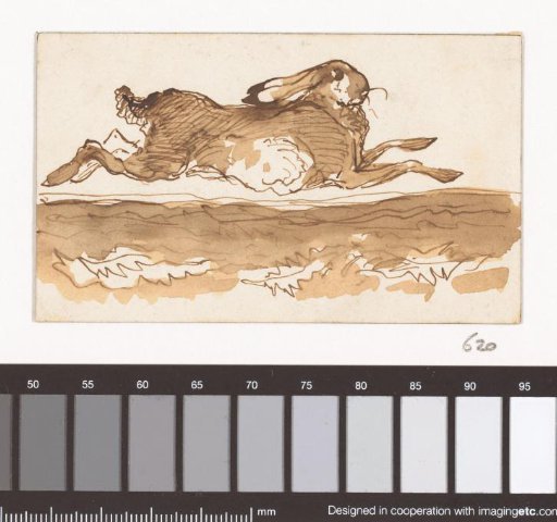Hare