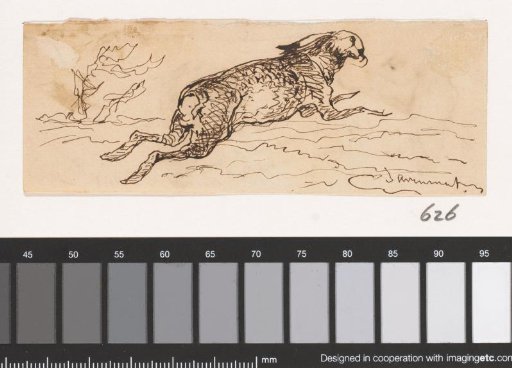 Hare