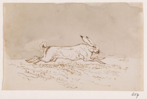 Hare