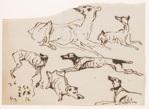Sketches of Dogs