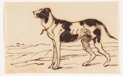 Hunting Dog