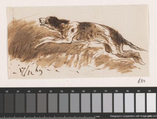 Hunting Dog