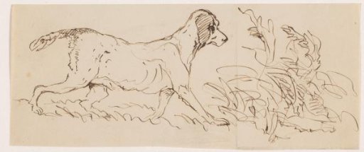 Hunting Dog in the Field