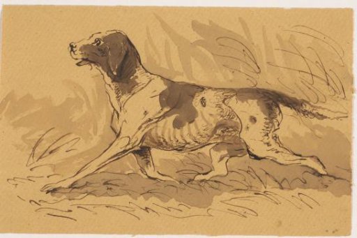 Hunting Dog