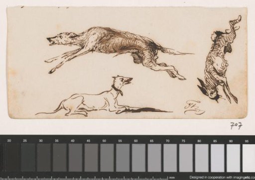 Dogs and a hare