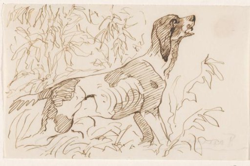 Hunting dog among bushes