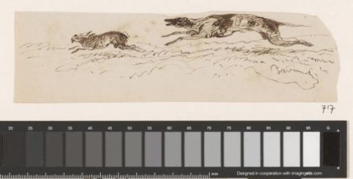 Dog chasing a hare