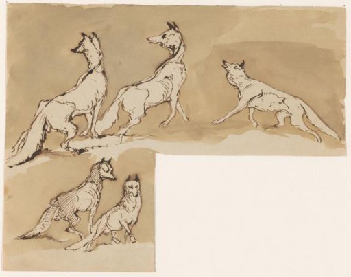Studies of wolves