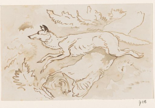 Wolf or fox