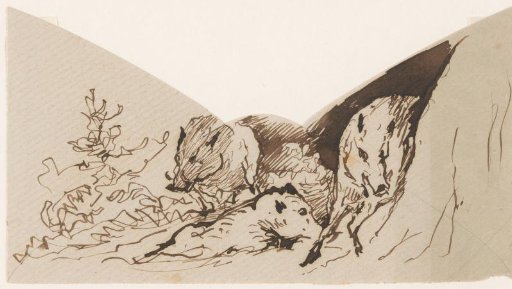 Wild boars