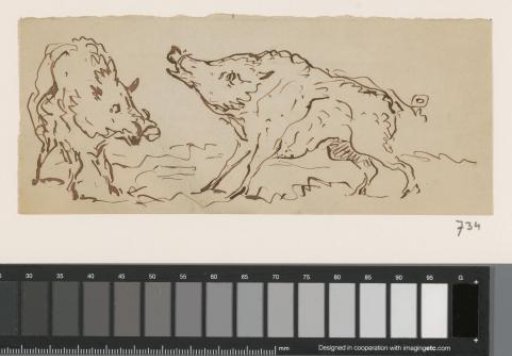 Two wild boars