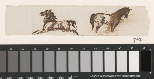 Two horses