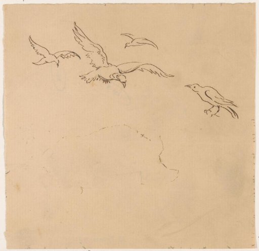 Birds