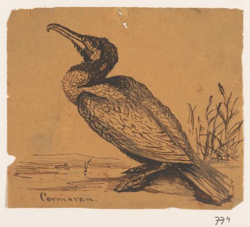 Cormorant