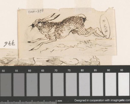 Hare