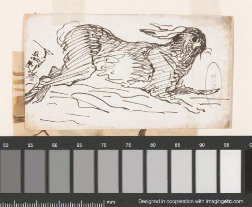 Hare