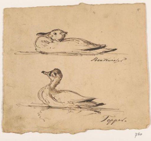 Pied Avocet / Topper