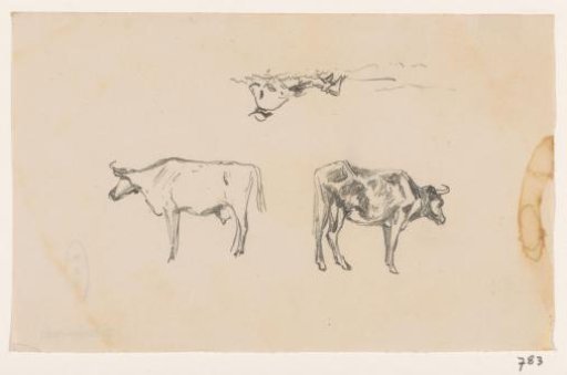 Cows