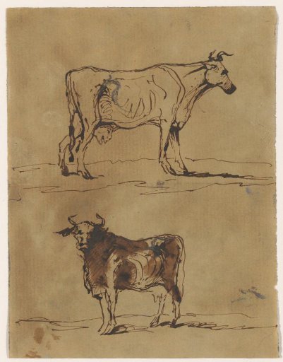 Two studies of a cow