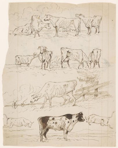 Various sketches of grazing cows in the meadow and of a bull