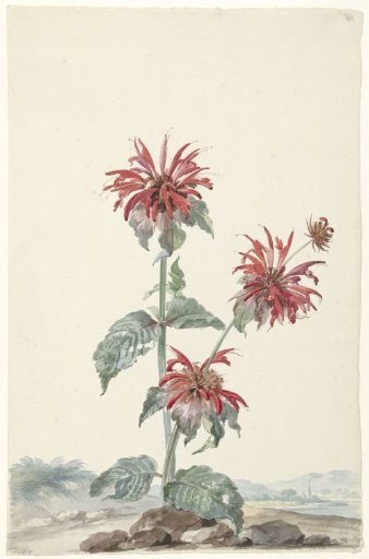 A Red Bergamot in a Landscape