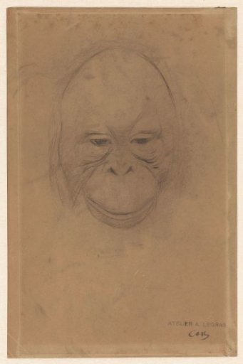 Head of an orangutan