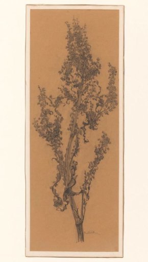 Branch of blossoms