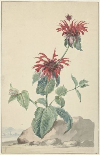 A Red Bergamot in a Landscape