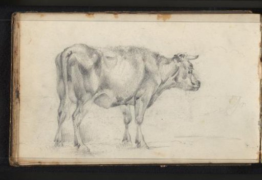 Cattle