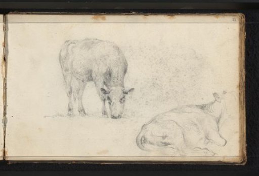 Two cows