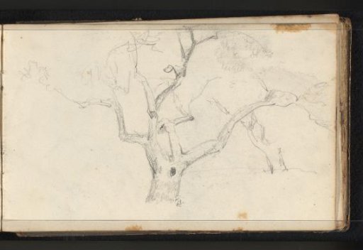 Tree top