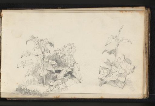 Plants