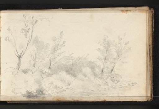 Landscape with vegetation and trees