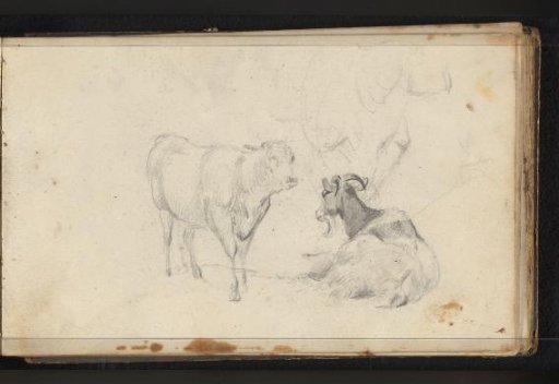 Cow and goat
