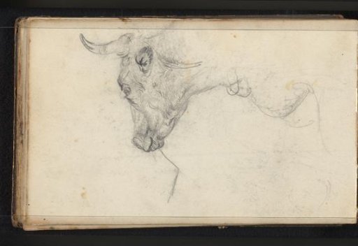 Bull's head