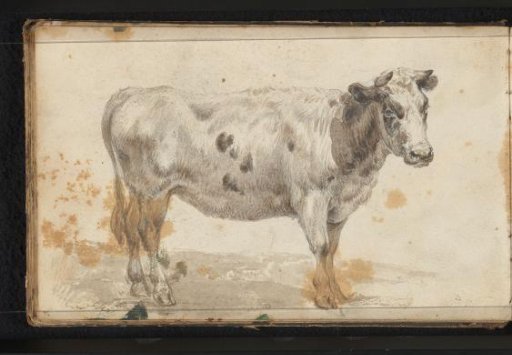 Bull