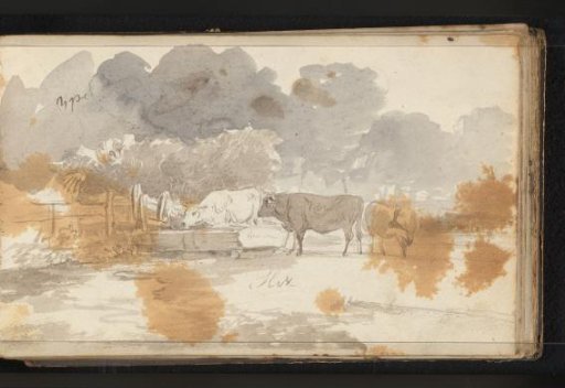 Cattle in a Meadow